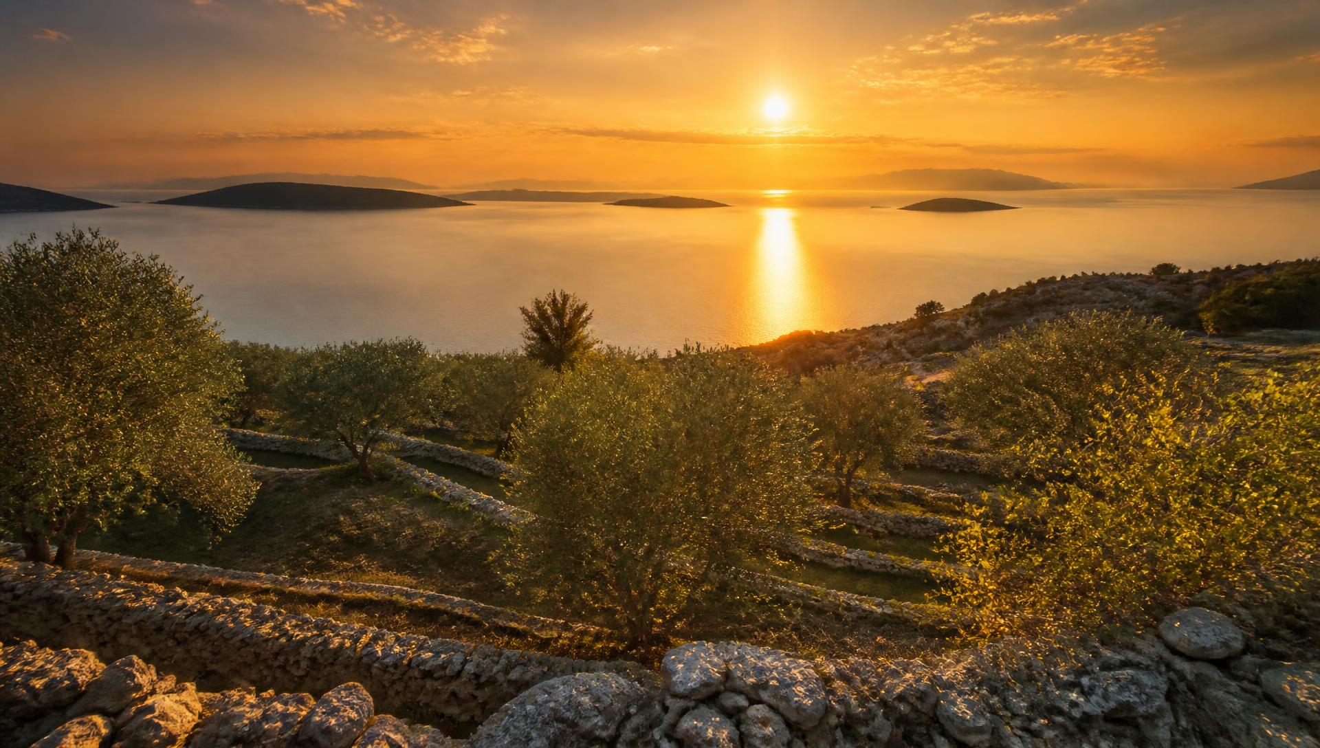 Zalazak sunca nad dalmatinskim maslinicima, suhozidima i otocima